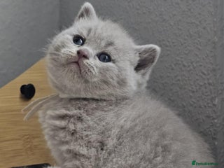 British Shorthair cats British Shorthair Kittens for Sale 🐾 - Advert 15