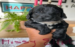 Mixed Breed dogs for sale: Sproodle cockapoo puppies  - Image 10