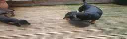 Dachshund dogs for sale: Black and tan male and gray male  - Advert 4