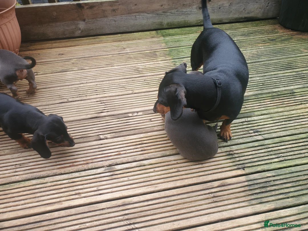 Dachshund dogs for sale: Black and tan male and gray male  - Advert 4