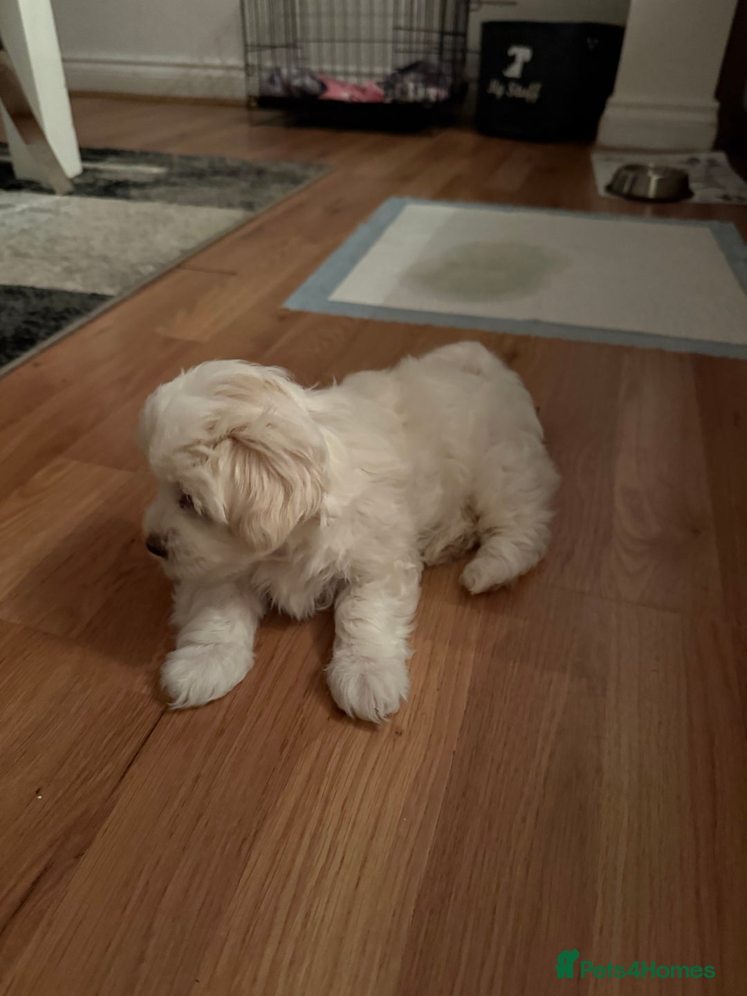 Maltese dogs for sale: pure maltese little girl - Advert 2