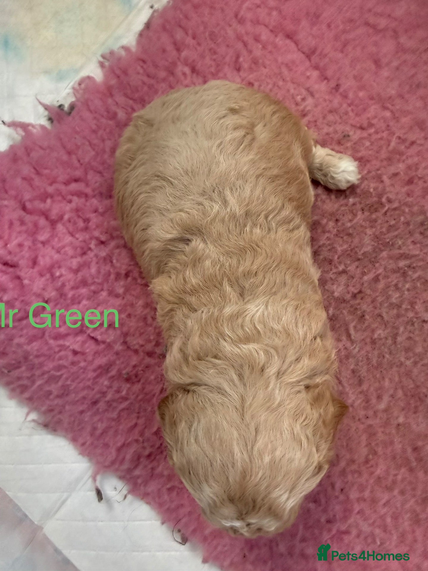Maltipoo dogs Stunning health tested Toy Maltipoo  - Advert 2