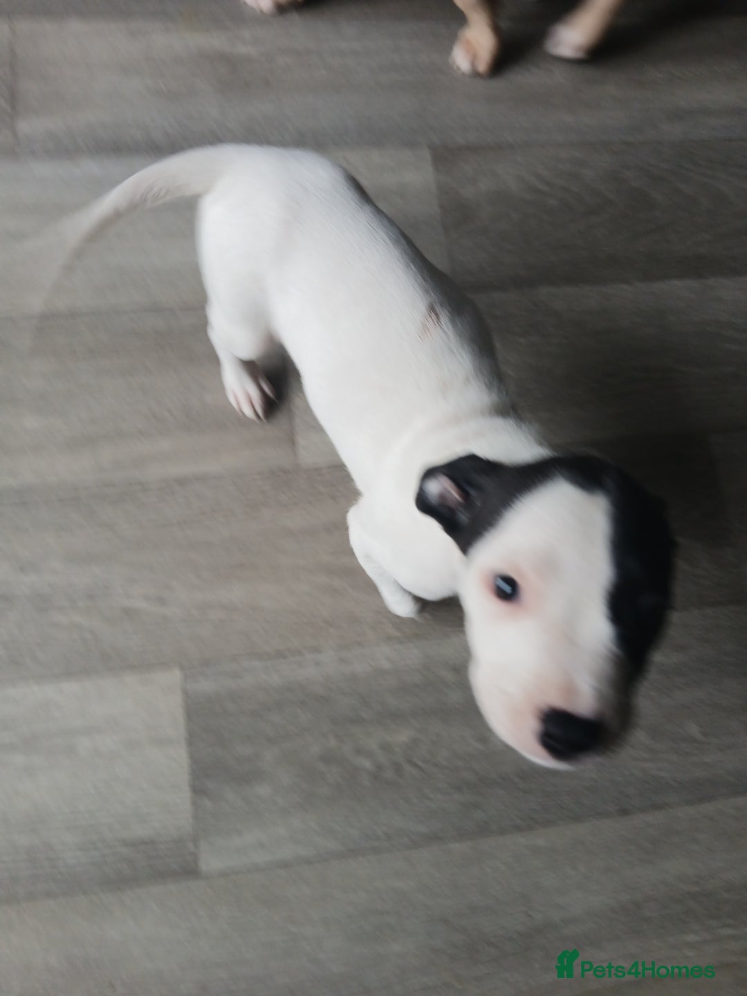 Mixed Breed dogs for sale: Puppies for sale  - Advert 5