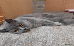 British Shorthair cats for sale: CHUNKY SOLID BLUE BRITISH SHORTHAIR KITTENS - Image 5