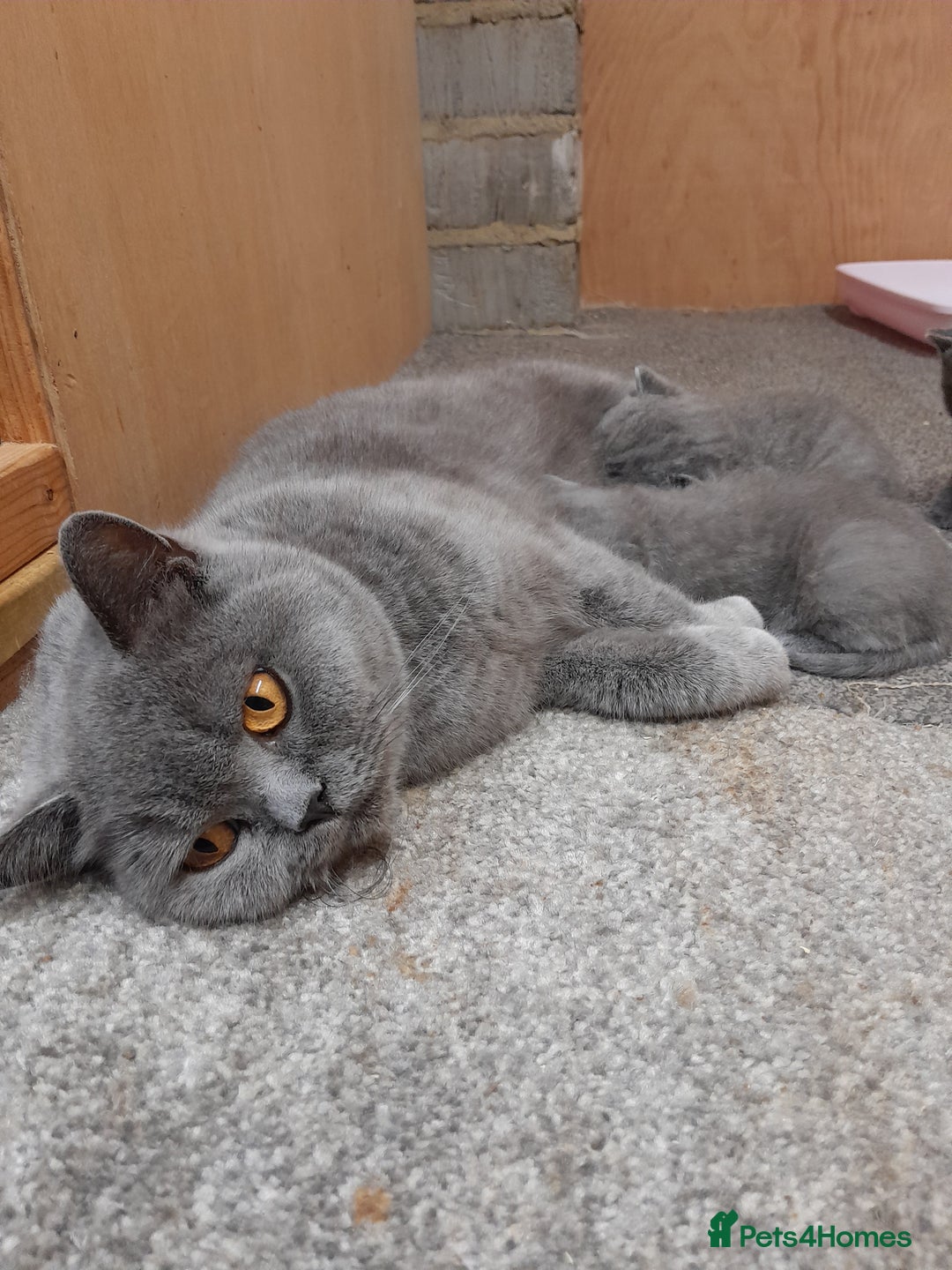 British Shorthair cats for sale: CHUNKY SOLID BLUE BRITISH SHORTHAIR KITTENS - Image 5