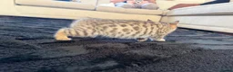 Bengal cats for sale: Beautiful x bengals ready to be rehomed - Advert 21