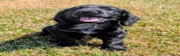 Cocker Spaniel dogs for sale: Ready now, black male pedigree cocker spaniel pup - Advert 1