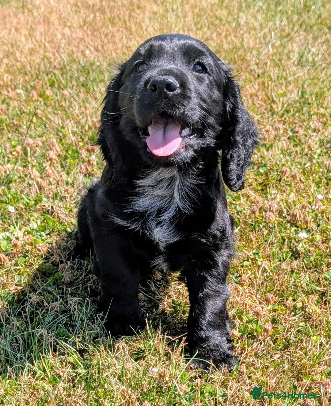 Cocker Spaniel dogs for sale: Ready now, black male pedigree cocker spaniel pup - Advert 1