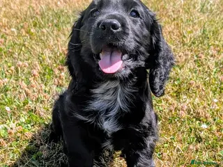 Cocker Spaniel dogs Ready now, black male pedigree cocker spaniel pup - Advert 4
