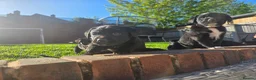 Mixed Breed dogs for sale: Labernese F1 Puppies - Advert 17
