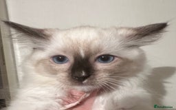 Ragdoll cats for sale: Ragdoll Babys  - Image 3