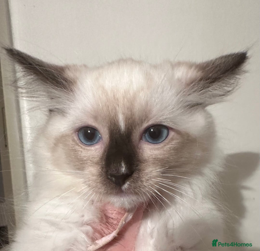 Ragdoll cats for sale: Ragdoll Babys  - Image 3
