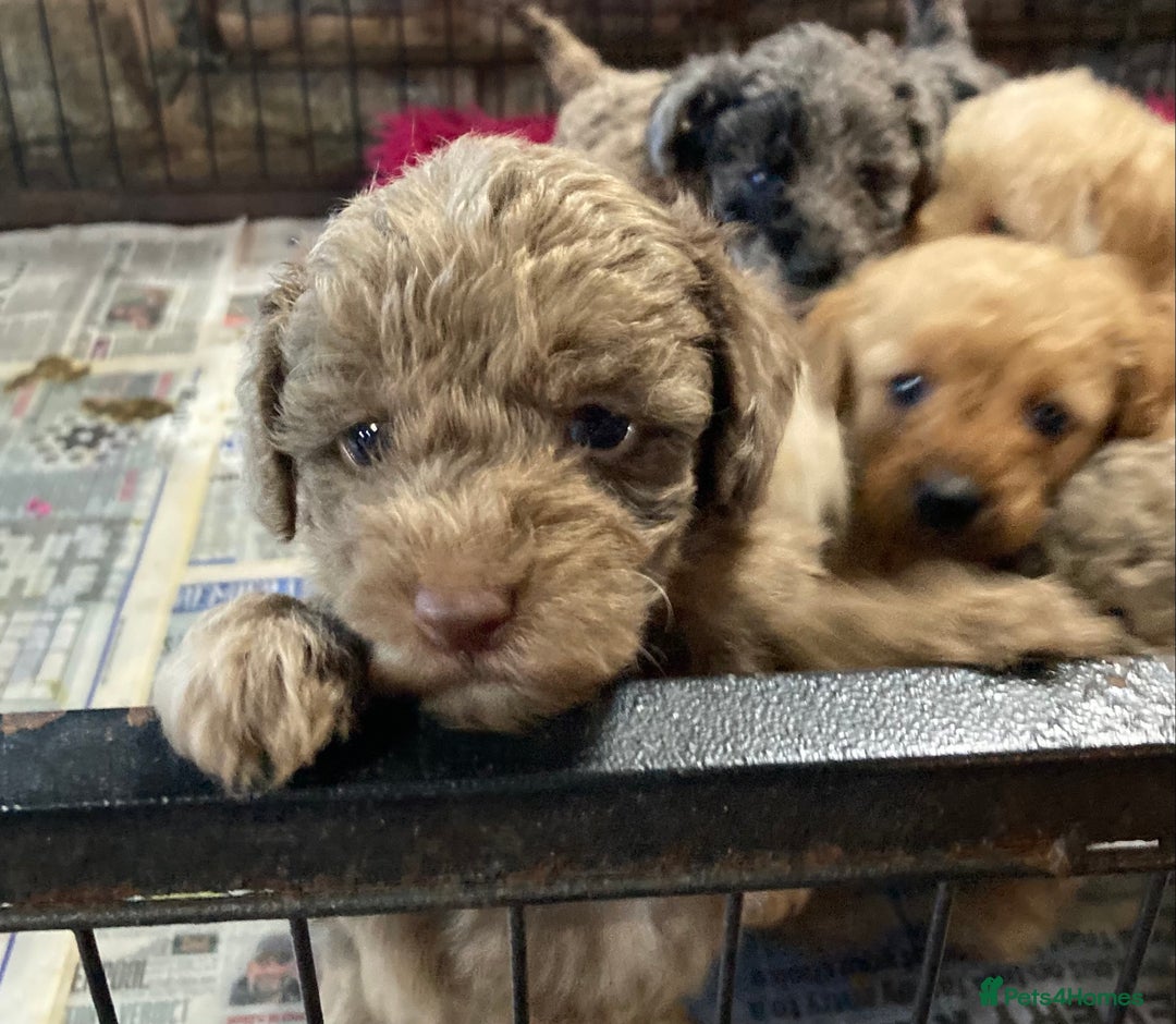 Bordoodle dogs for sale:  Beautiful Bordoodle Puppies inc Merle/Apricot - Advert 17