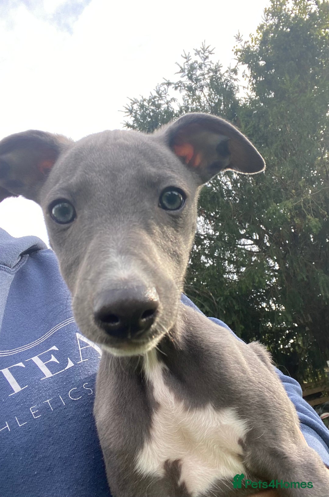 Whippet dogs for sale: 2 whippet puppies remaining ready for new homes - Image 16