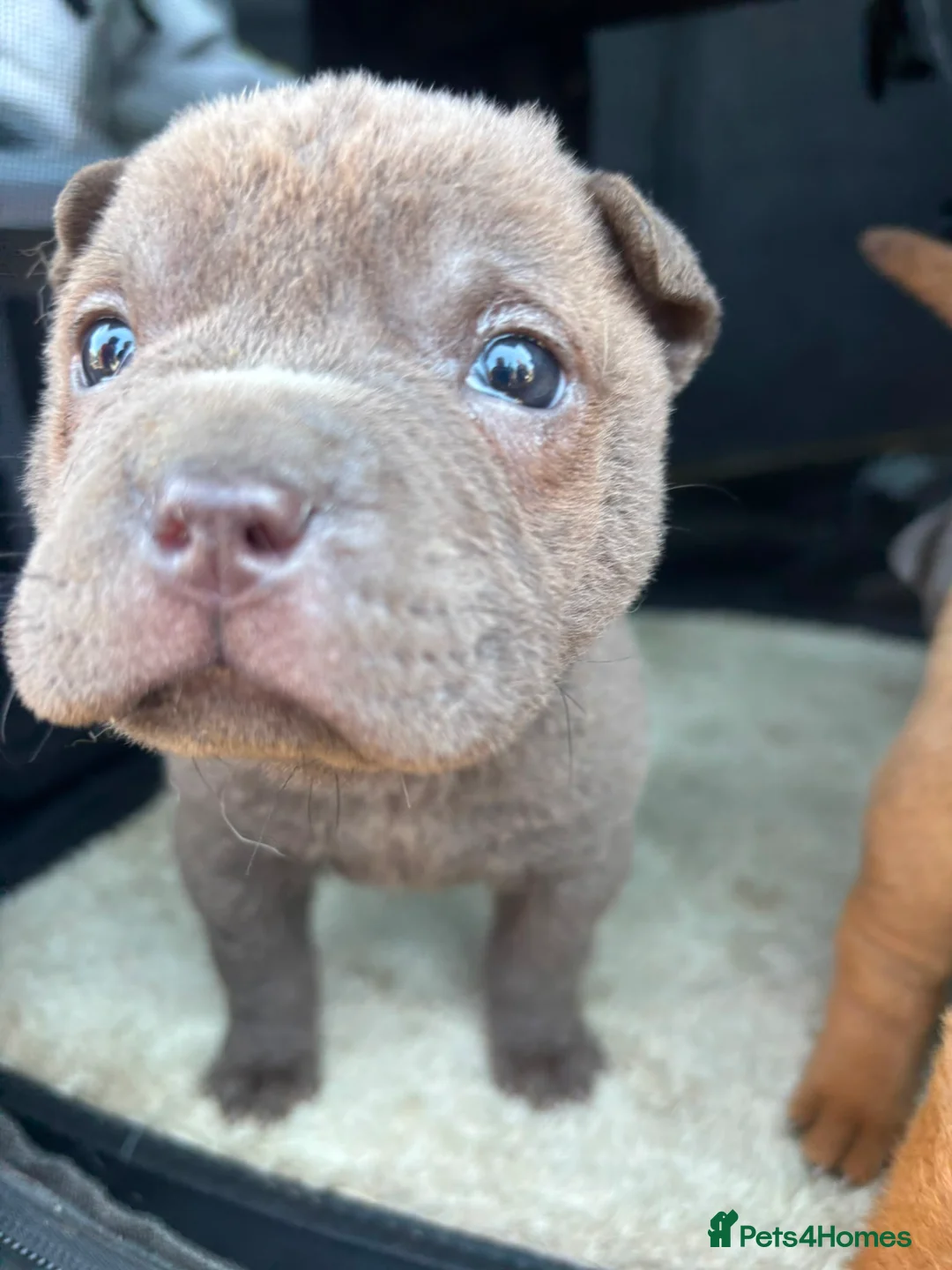 Shar Pei dogs for sale: Lovely SharpEis ready to go  - Advert 2