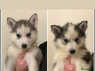 Siberian Husky dogs Stunning Siberian Husky puppies with blue eyes 😍 - Advert 14
