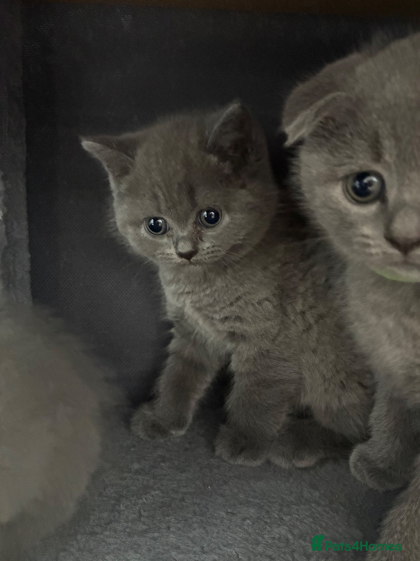 Scottish Fold cats Beautiful Scottish fold kittens - Advert 2