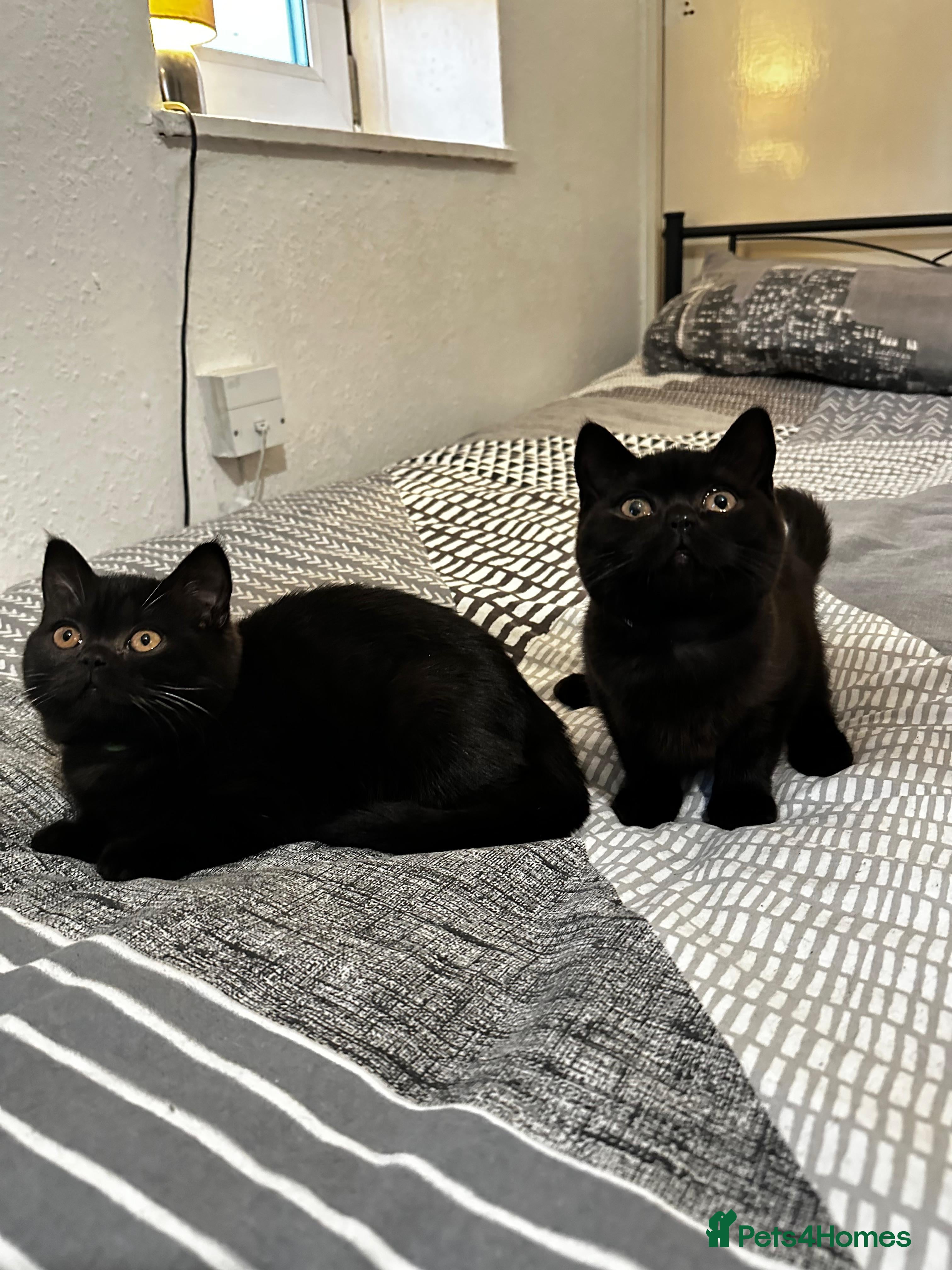 British Shorthair cats GCCF Black British Shorthair Kittens - Advert 4