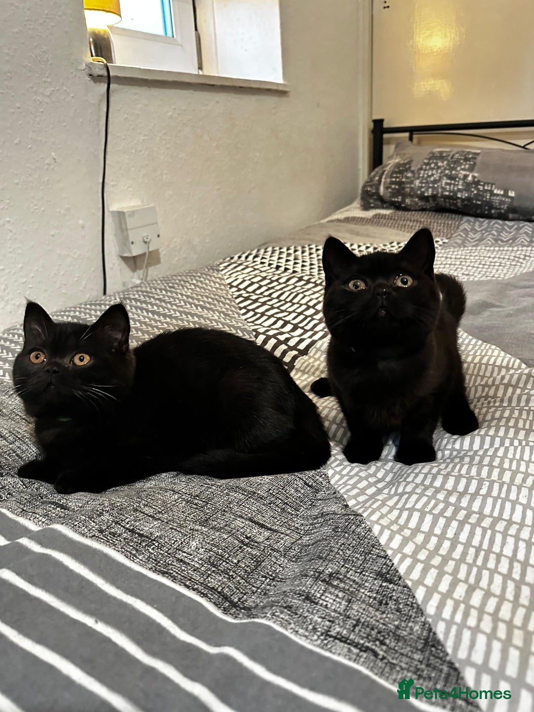 British Shorthair cats for sale: GCCF Black British Shorthair Kittens - Advert 1