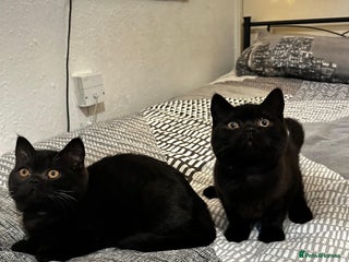 British Shorthair cats GCCF Black British Shorthair Kittens - Advert 3