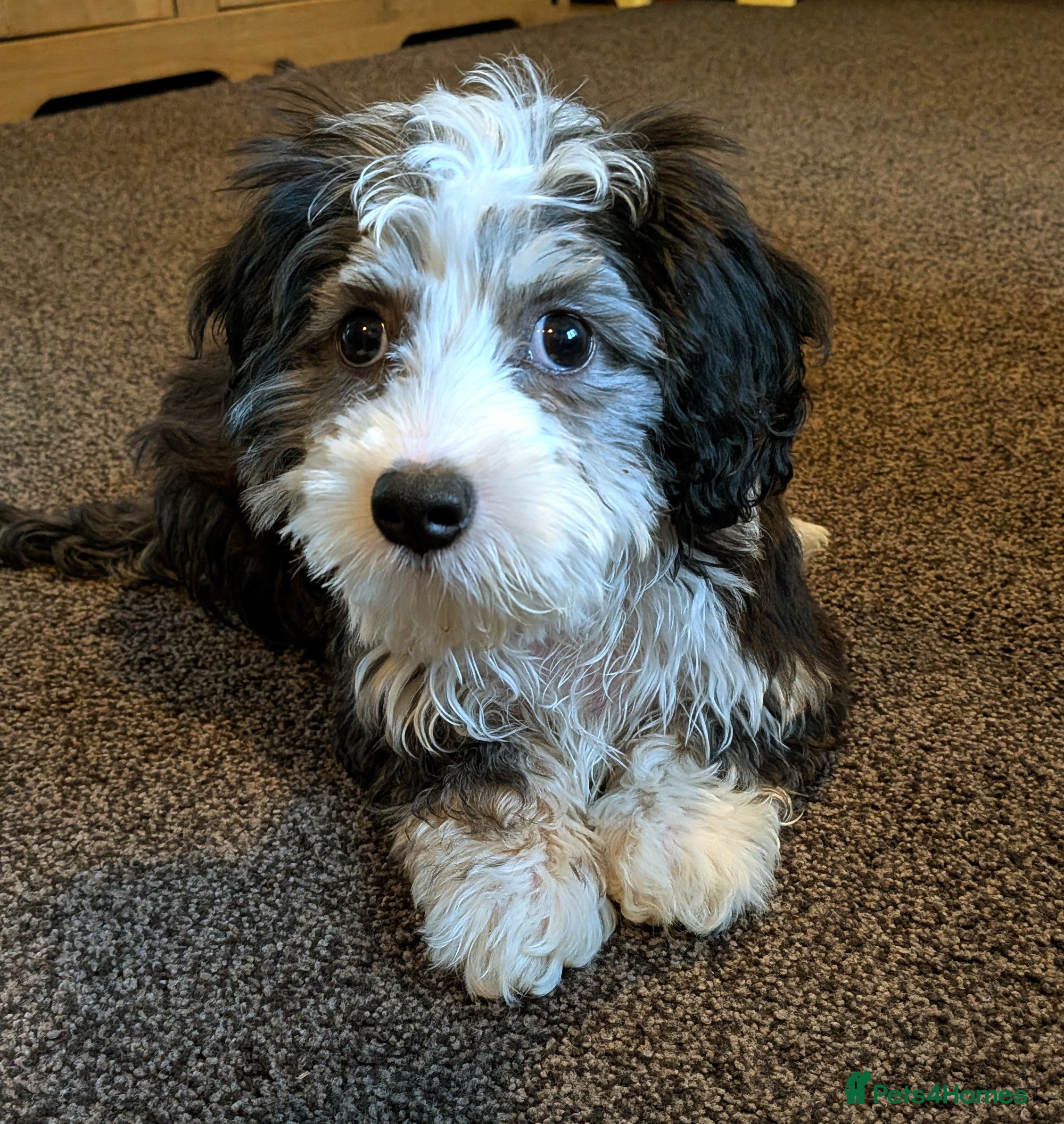 Mixed Breed dogs Disabled Puppy 5 months old - Advert 2