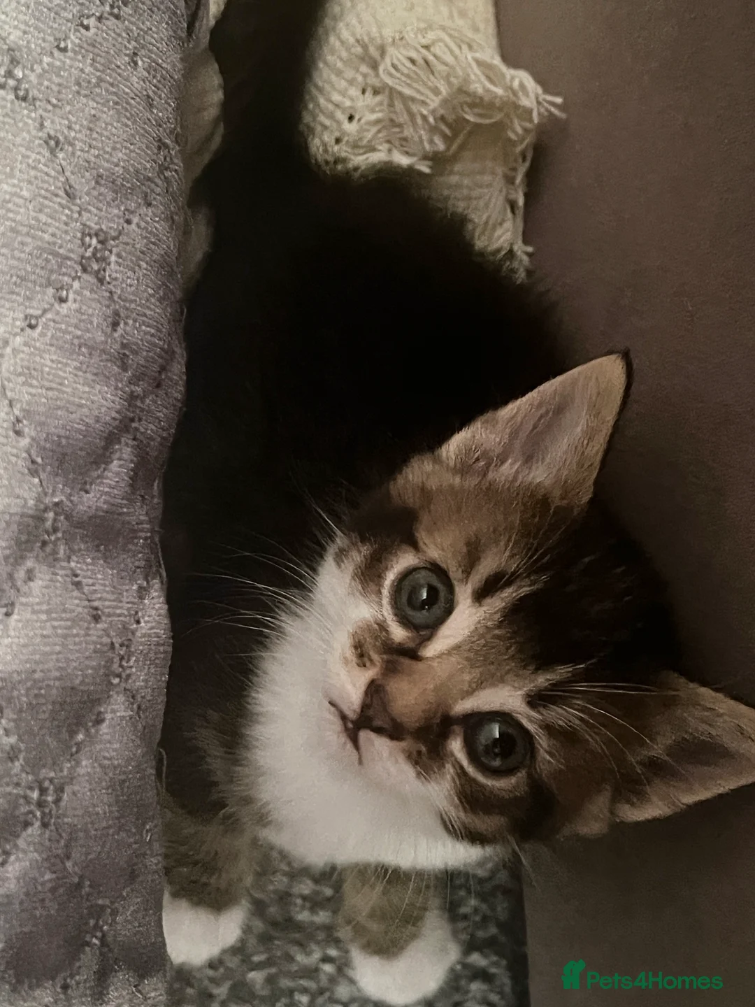 Mixed Breed cats for sale: Kittens - Advert 5