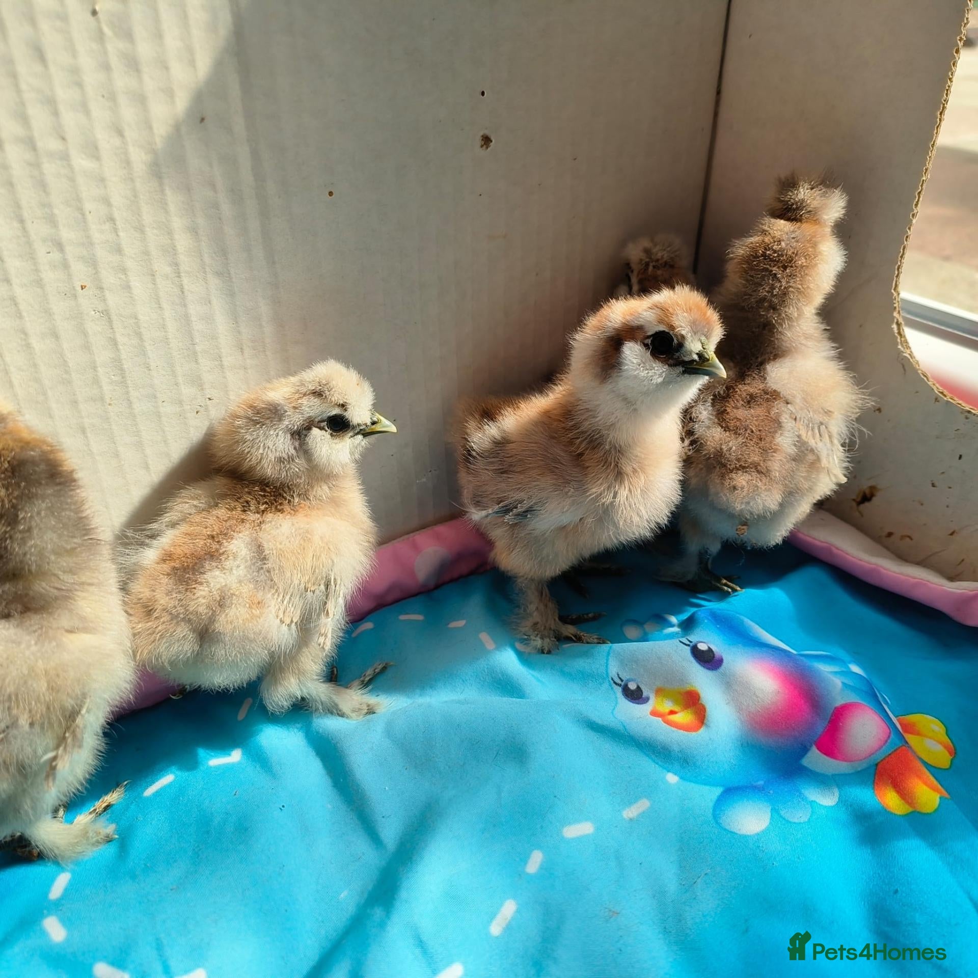 Chickens poultry USA Silkies chicks  available, - Advert 4