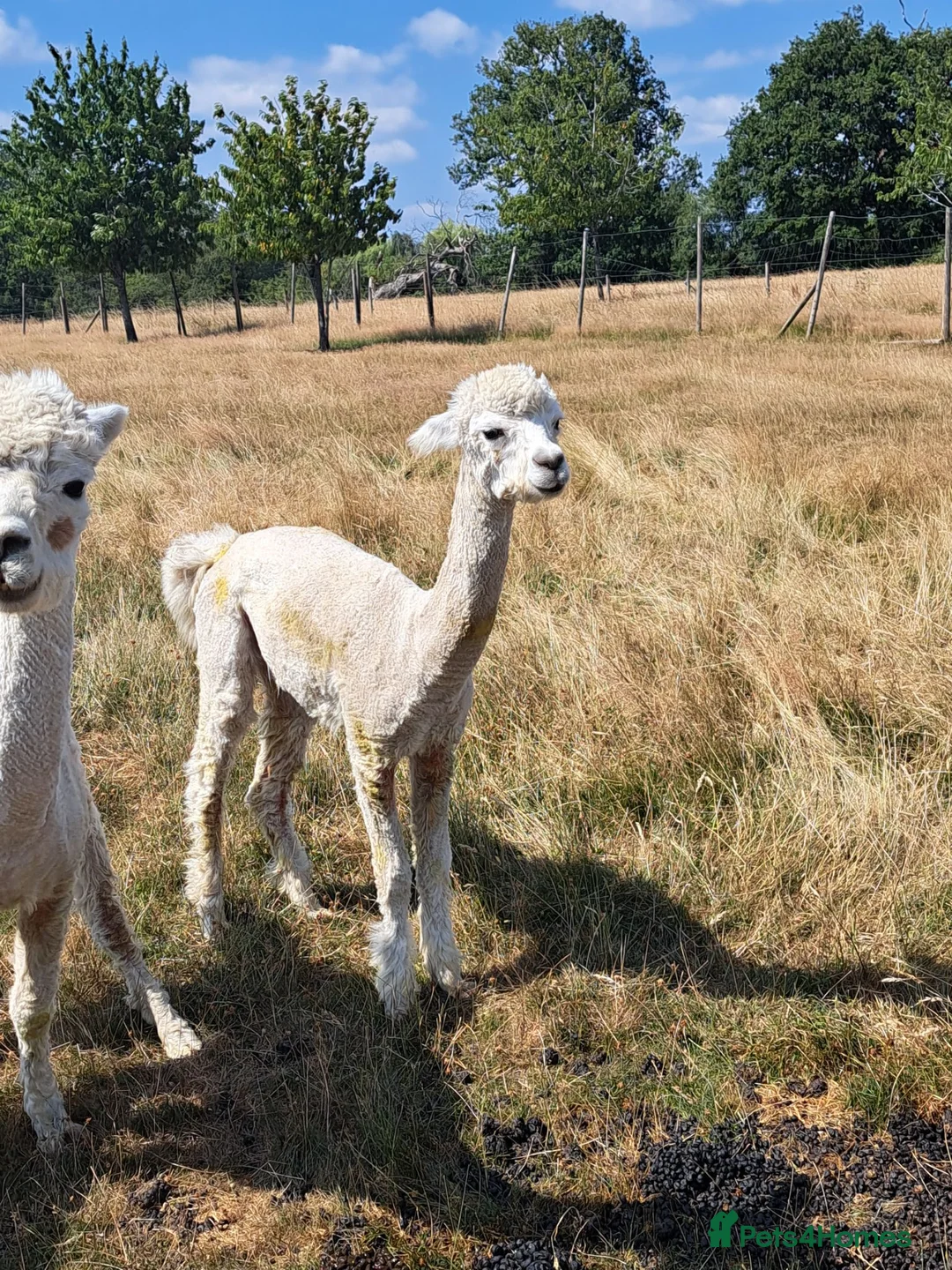 Alpaca livestock for sale: 24 month intact male alpaca to swop for female in Solihull - Advert 1