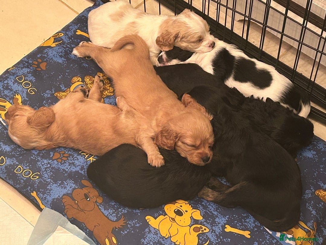 Cockalier dogs for sale: For forever homes  - Image 3