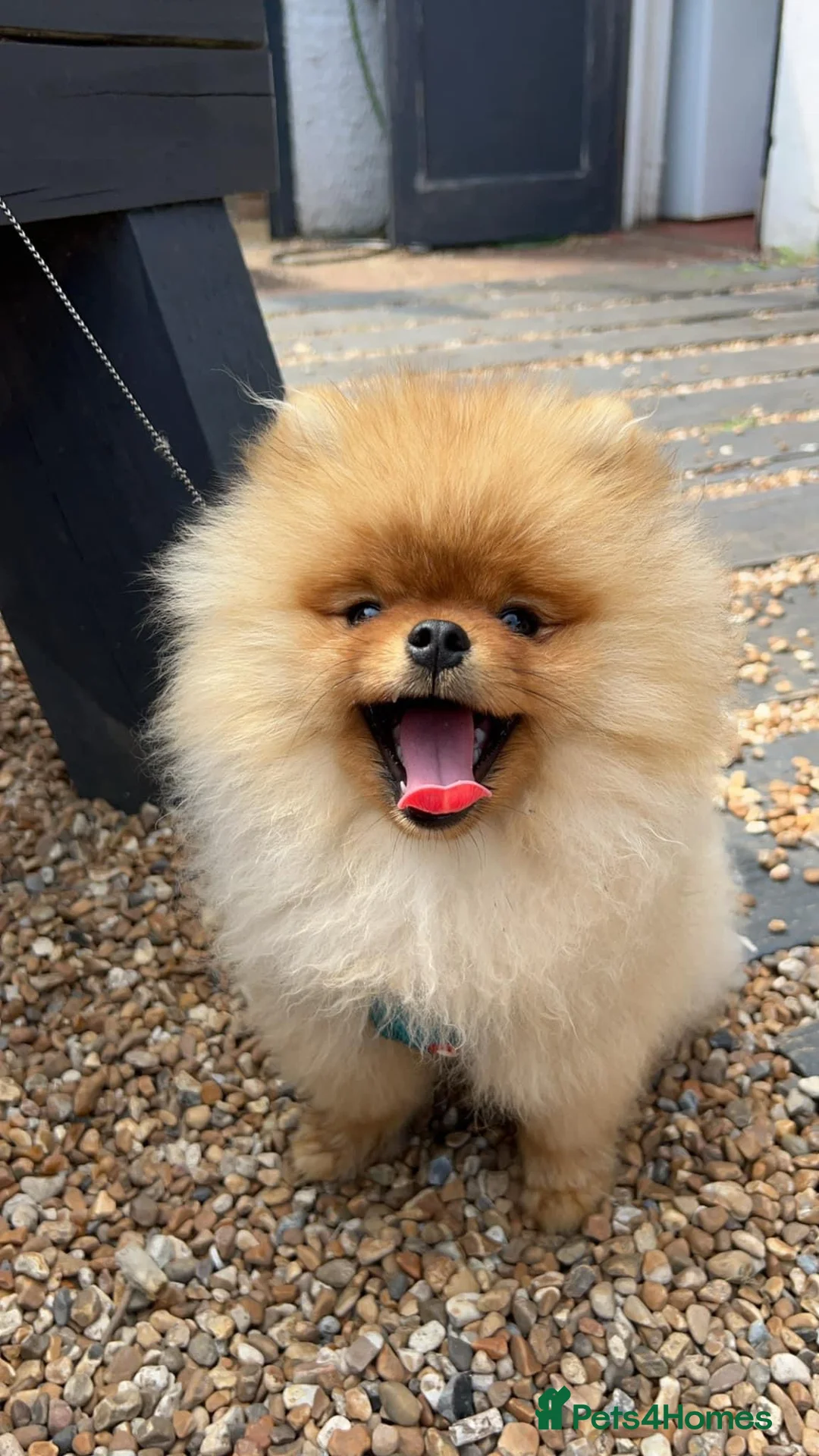 Pomeranian dogs for stud: 4 time Champion KC proven, 1,9kg 🏆 in Amersham - Advert 8