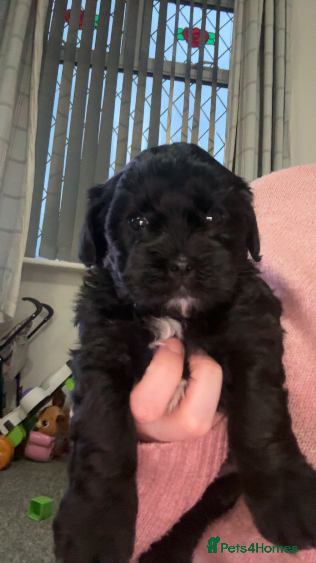 Shihpoo dogs for sale: Beautiful shihpoo puppies - Advert 4
