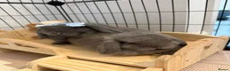 Mini Lop rabbits for sale: Male and Female Mini Lop Rabbits in York - Advert 6