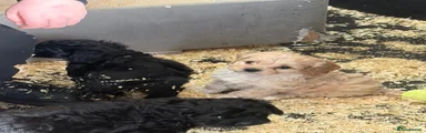 Cockapoo 6