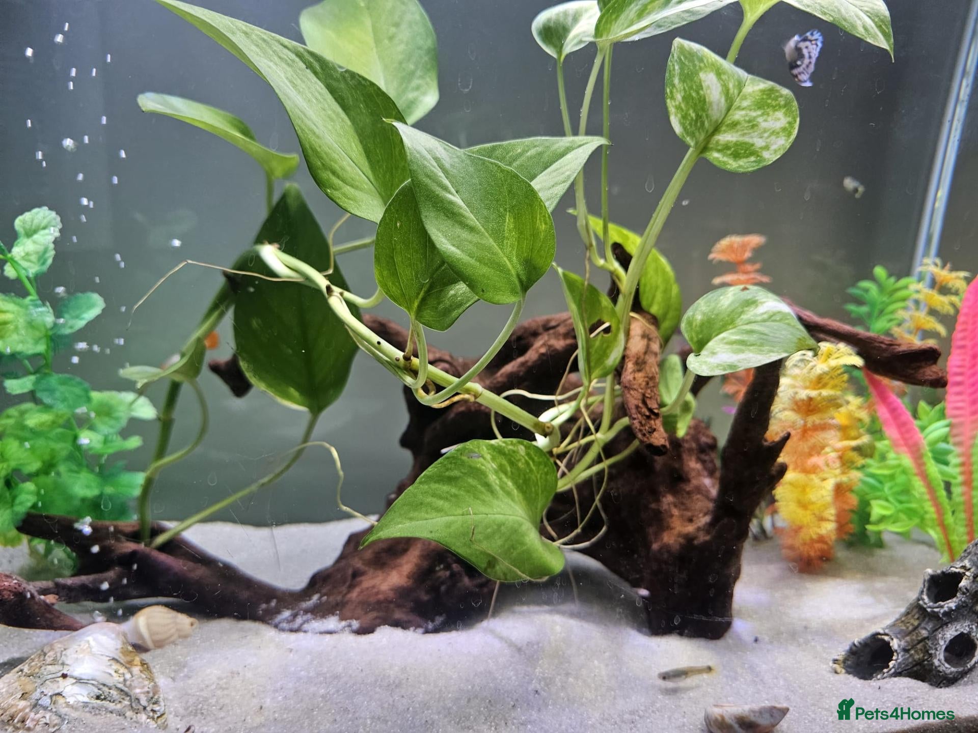 Live Bearers fish Tank setup with livebearers - Advert 7