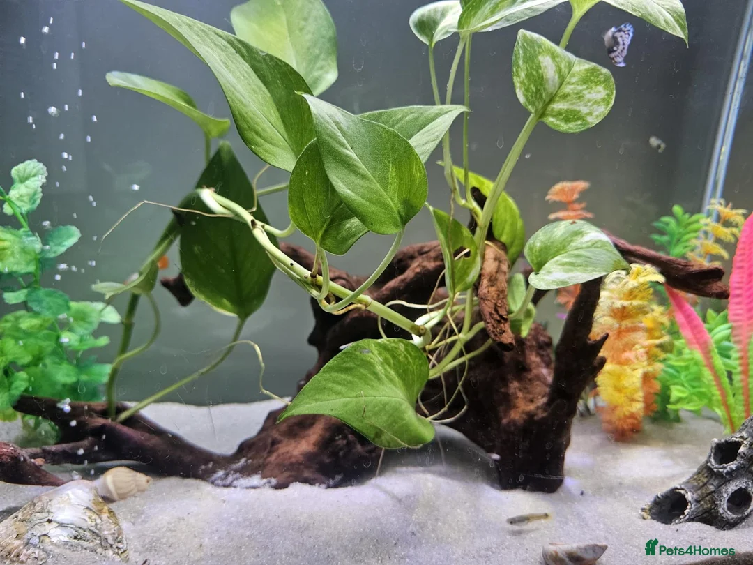 Live Bearers fish for sale: Tank setup with livebearers in Milton Keynes - Advert 1