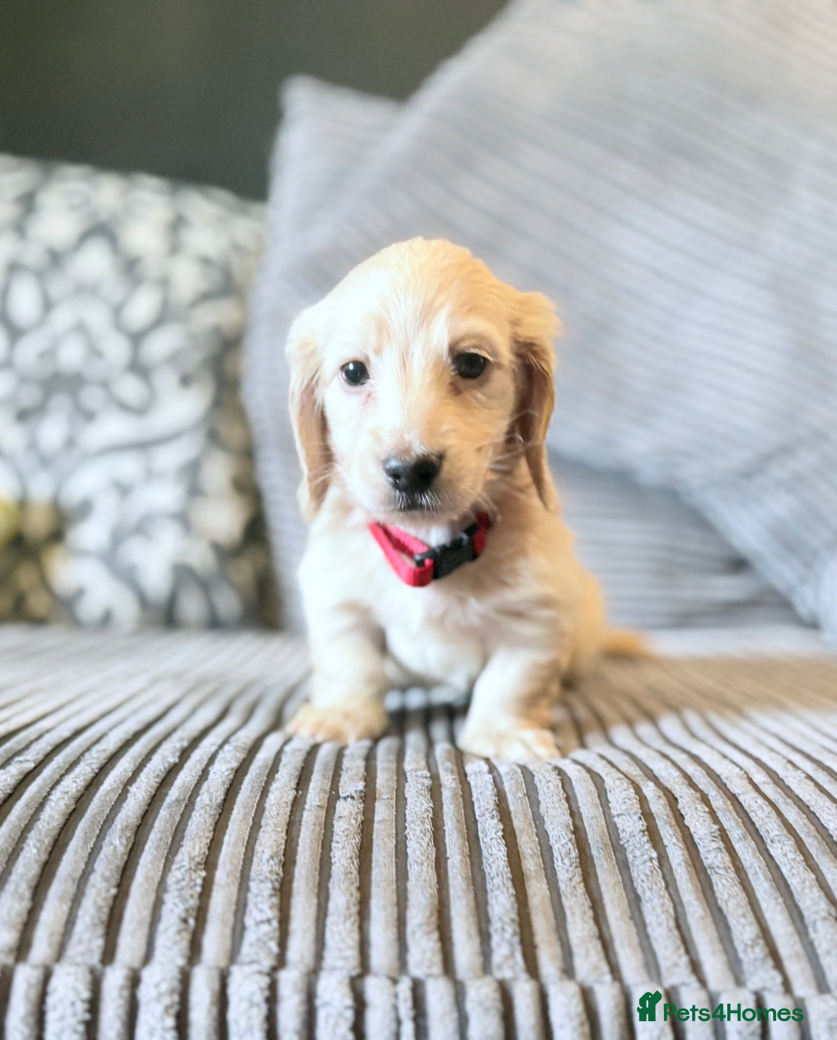 Miniature Dachshund dogs Long haired cream miniature dachshund puppies - Advert 12