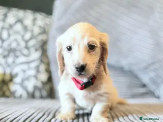 Miniature Dachshund dogs Long haired cream miniature dachshund puppies - Advert 12