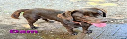 Labrador Retriever dogs for sale: Gorgeous Chocolate Labrador puppies. - Advert 16