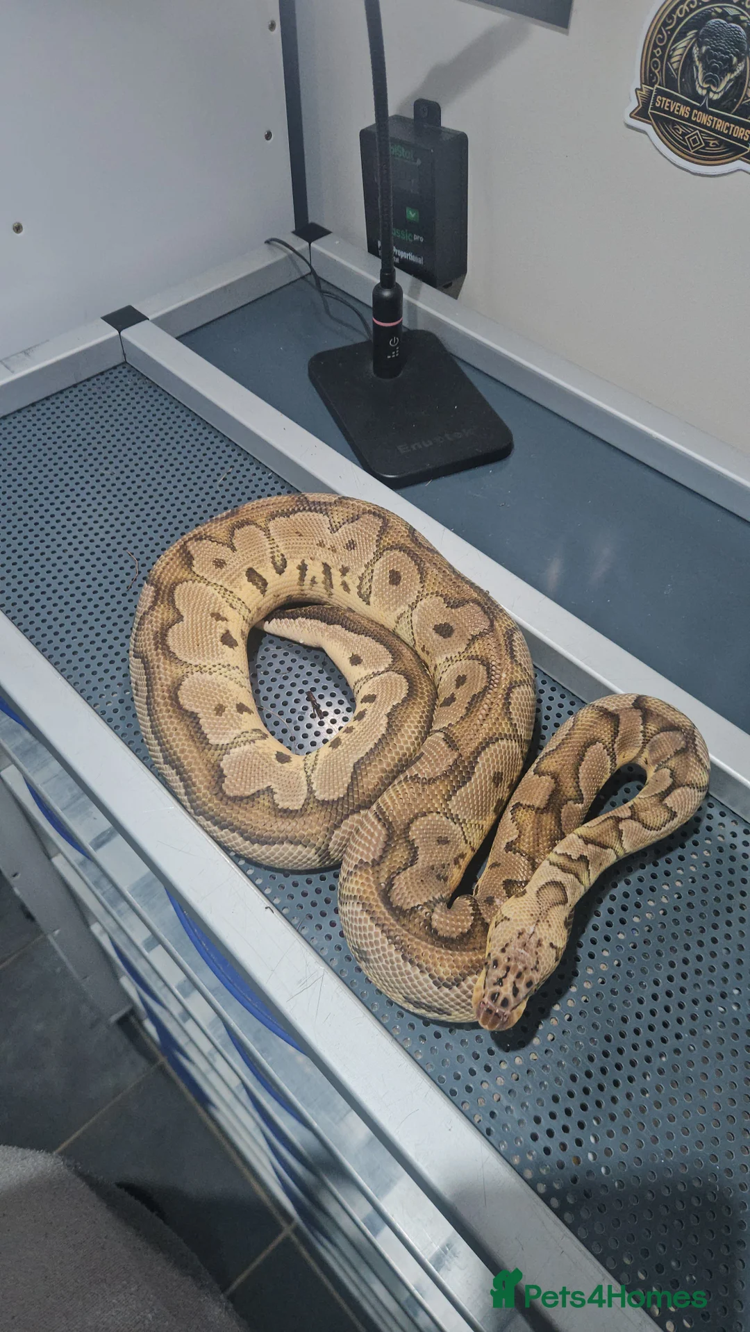 Python Snake reptiles for sale: Pastel clown proven male ball python  - Advert 2