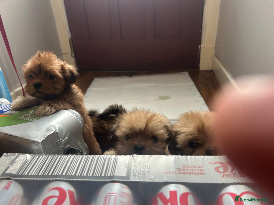Lhasa Apso dogs for sale: Red and tan Lhasa apso puppies  - Image 8