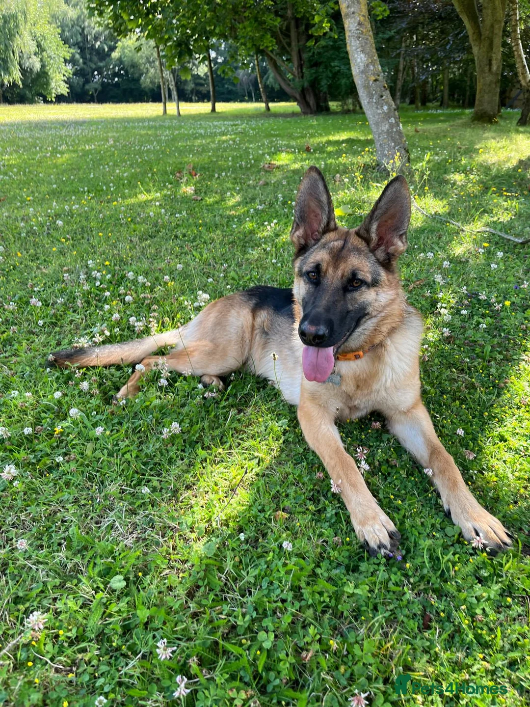 German Shepherd dogs for sale: Lola  in Princes Risborough - Advert 2