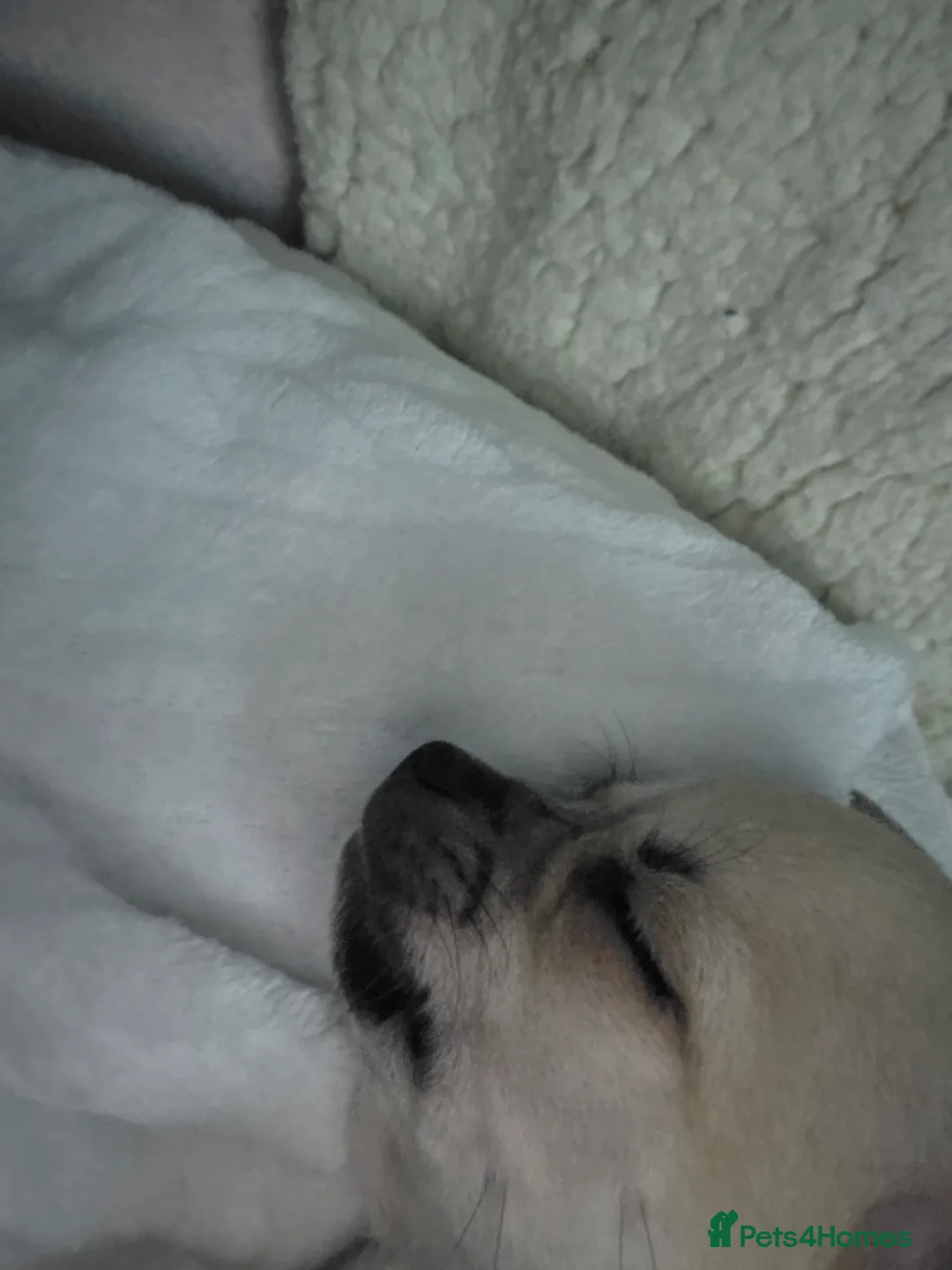 Mixed Breed dogs for sale: Chihuahua x shihzu puppy - Advert 3