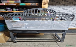 Lovebirds birds for sale: Pair bonded lovebirds - Image 3