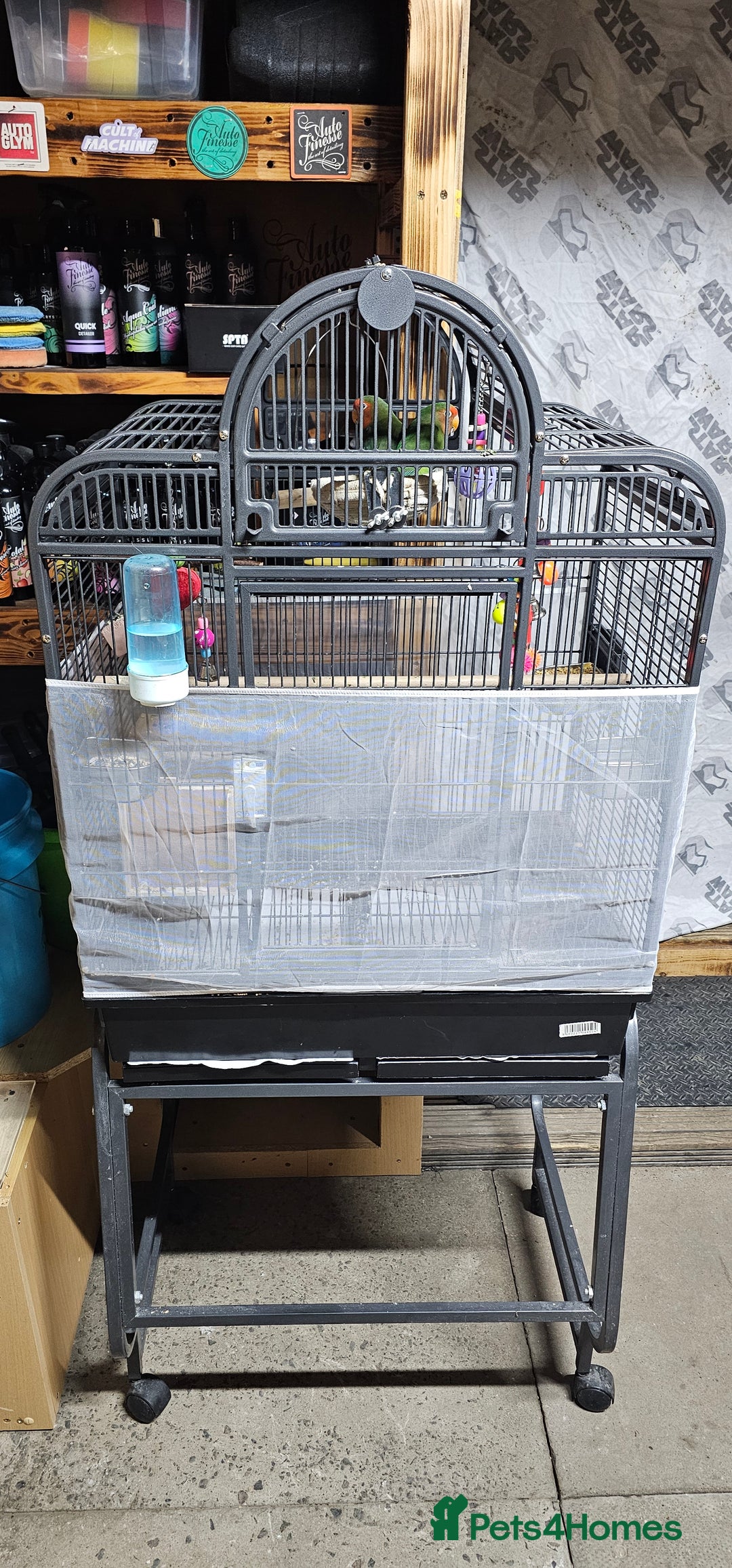 Lovebirds birds for sale: Pair bonded lovebirds - Image 3