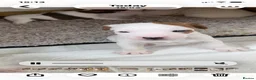 Jack Russell dogs for sale: 7 beautiful jack Russell puppies  - Advert 14
