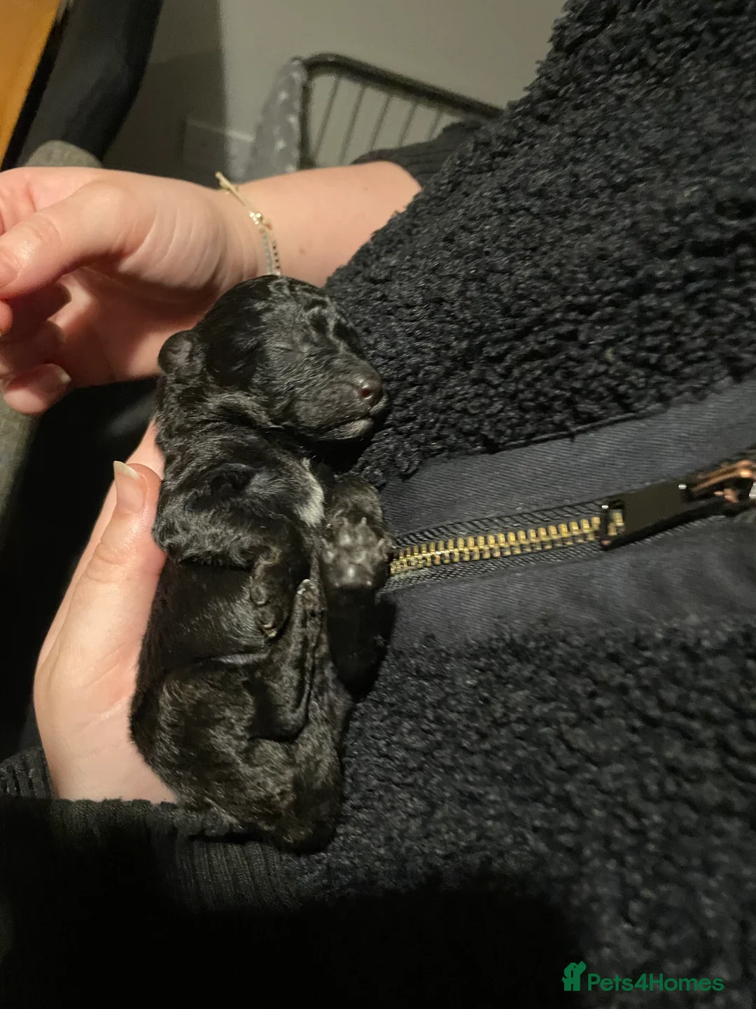 Toy Poodle dogs for sale: toy poodle puppies - Advert 5