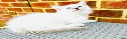 Ragdoll cats for sale: GCCF BEAUTIFUL RAGDOLL KITTENS  - Advert 8