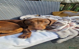 Miniature Dachshund dogs for sale: Chocolate & Black/Tan Mini Daxies - Image 18