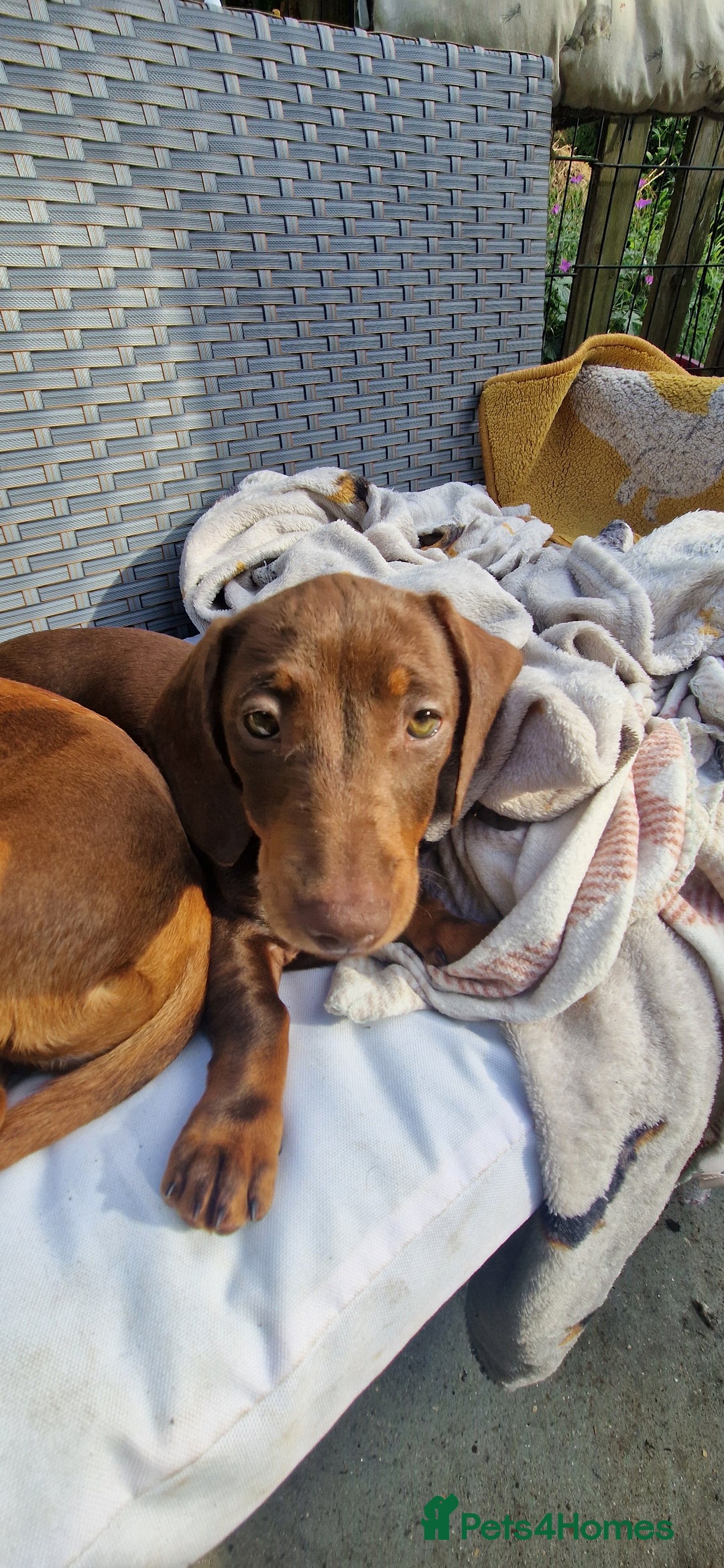Miniature Dachshund dogs for sale: Chocolate & Black/Tan Mini Daxies - Image 18