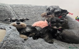Miniature Schnauzer dogs for sale: Salt&pepper Miniature Schnauzer girl. READY NOW ‼️ - Image 8